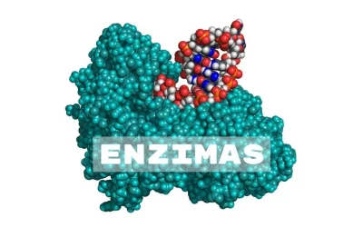 Enzimas proteolíticas